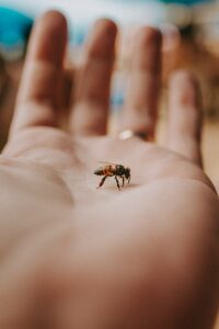Das Bild zeigt eine friedliche Biene, die auf der Handinnenfläche eines Menschen sitzt. 
