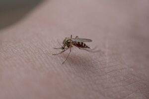 Das Bild zeigt eine saugende Mücke auf menschlicher Haut.