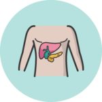 Das runde Piktogramm mit einem mintgrünen Hintergrund zeigt eine Illustration eines menschlichen Oberkörpers. Hervorgehoben sind die Organe Pankreas, Leber und Galle.